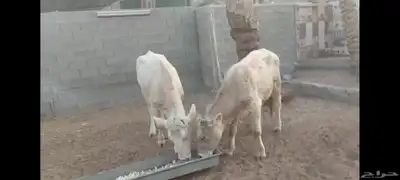 عجل وعجلة الاحساء الهفوف 2