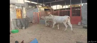 عجل وعجلة الاحساء الهفوف 5