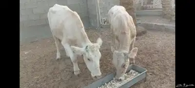 عجل وعجلة الاحساء الهفوف 0
