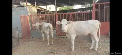 عجل وعجلة الاحساء الهفوف 4