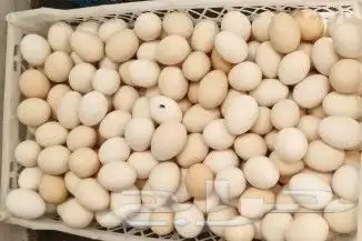 بيض مخصب ومائدة عضوي عالي الجودة. 1