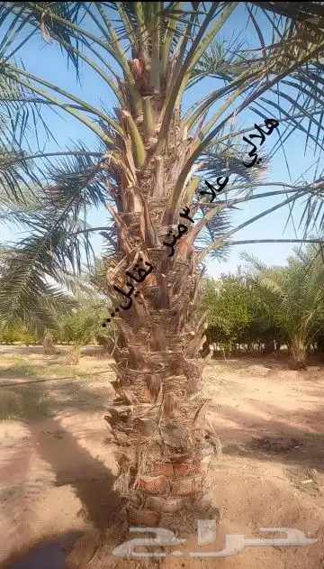 لجميع انواع انخل وجميع انواع الشبوك شبوك مزارع شبوك ملاعب 1