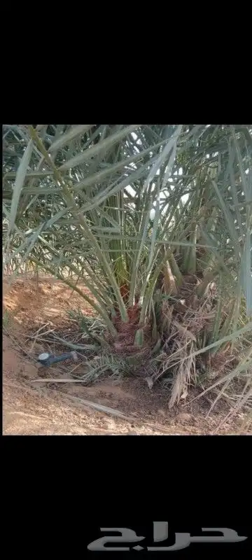 يوجد الدنيا جميع أنواع النخيل 9