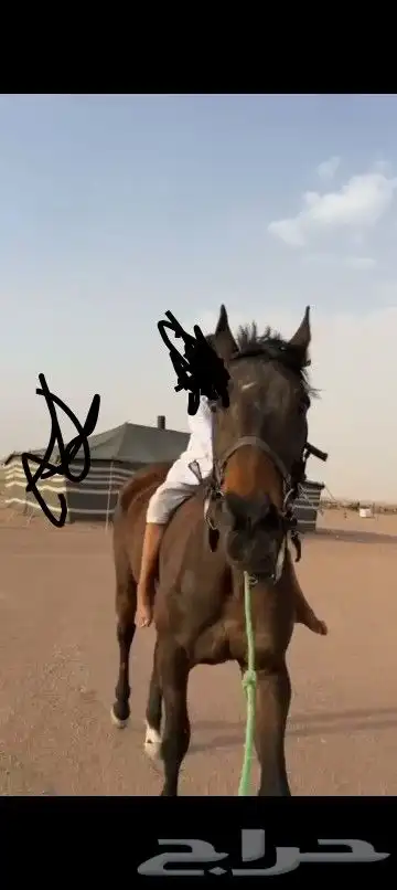 فرس 0