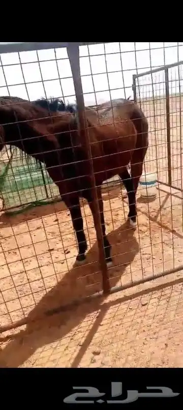 فرس 1