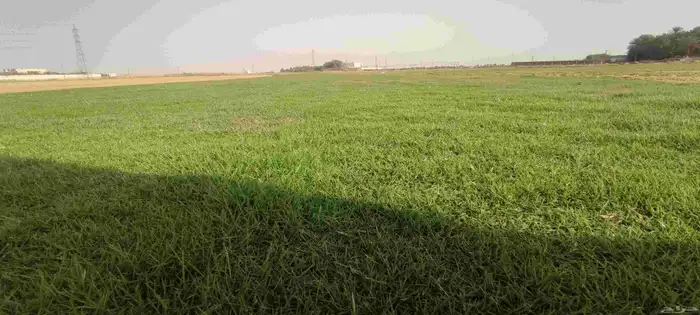 ثيل انجيله طبيعي صافي ونقي سي الفين والانتورو والفرنسي 1