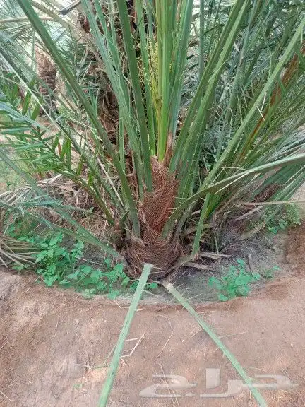 يوجد لدينا جميع أنواع النخيل 5
