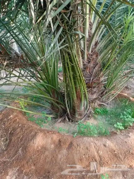 يوجد لدينا جميع أنواع النخيل 1