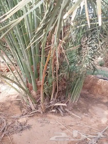 فسائل خلاص صقعي مجدوال 1