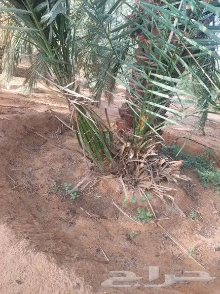 فسائل خلاص صقعي مجدوال 3