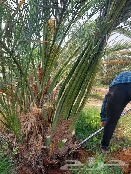 فسائل خلاص صقعي مجدوال 0