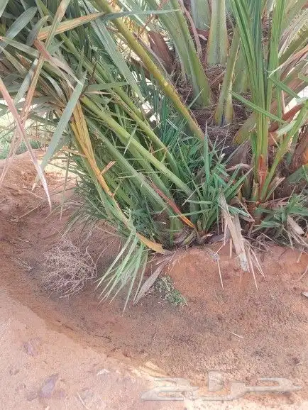 فسائل خلاص صقعي مجدوال 2