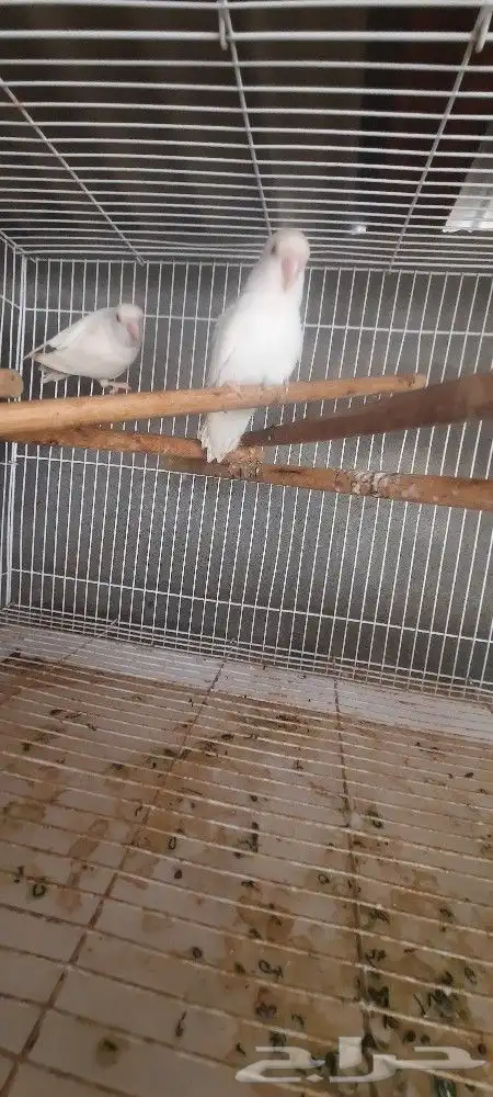 روز البينو 8