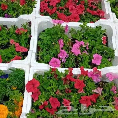 تنسيق حدائق 1
