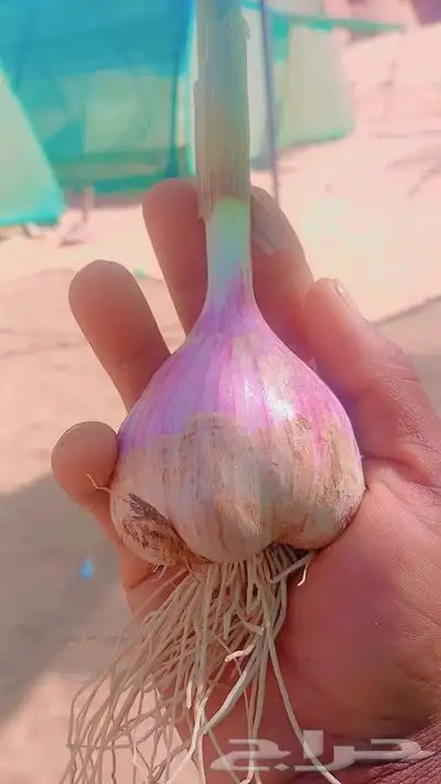 العلا ثوم بلدي طازج 0