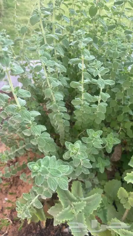 مشتل تنسيق حدائق وازرعة 7