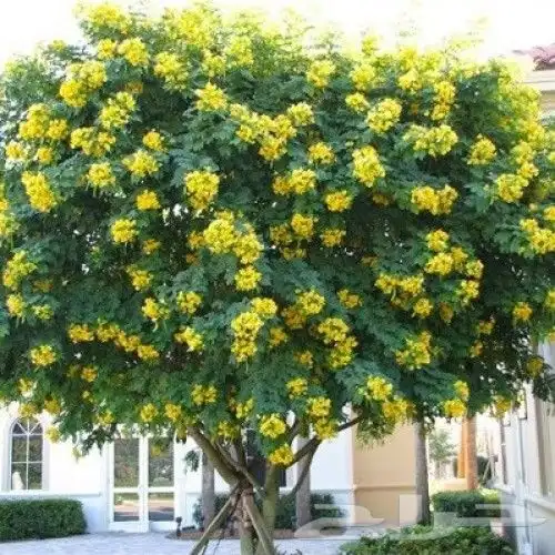 تنسيق حدائق طبيعيه 3