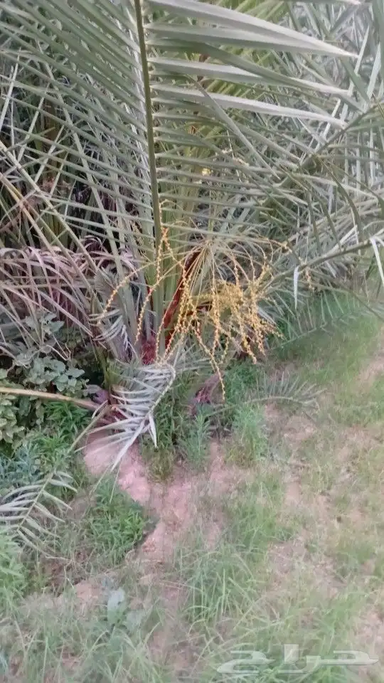يوجد الدنيا جميع أنواع النخيل 0