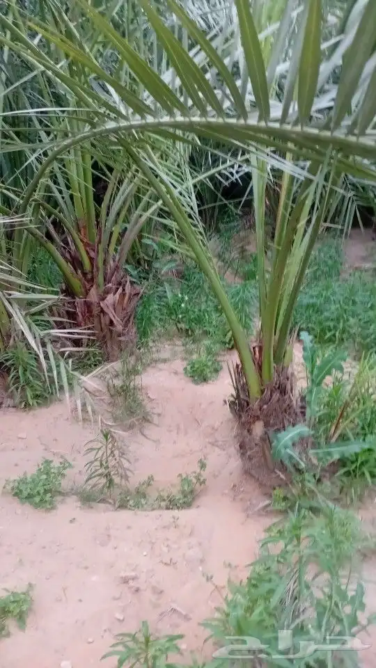 يوجد الدنيا جميع أنواع النخيل 5