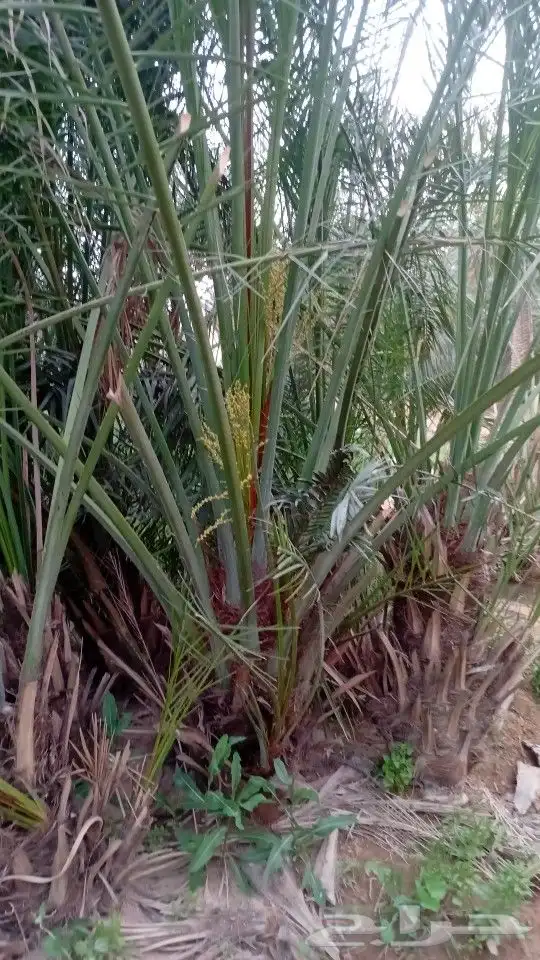 يوجد الدنيا جميع أنواع النخيل 6