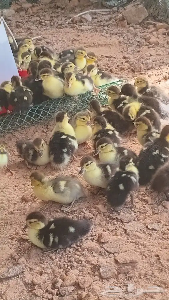 بح مسكوفي صوص 2