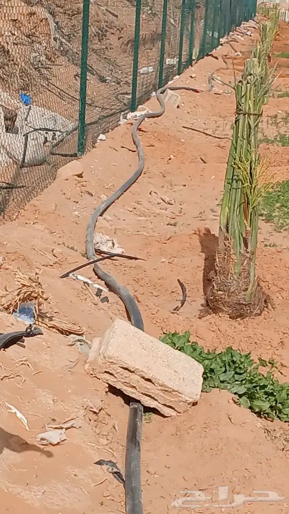 توريدوتركيب الشبوك 5