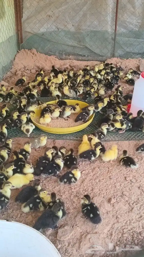 بح مسكوفي صوص 0