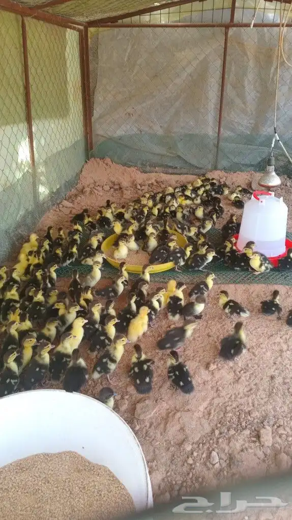 بح مسكوفي صوص 1