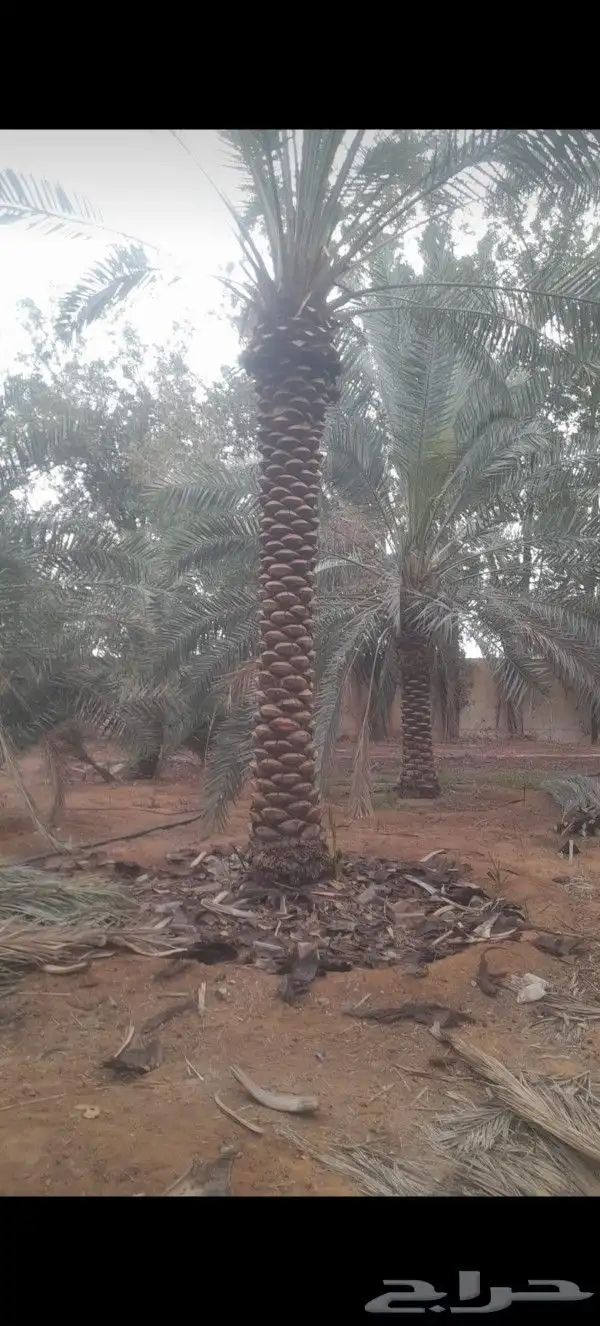 نخل عربي مطاليع من هاذي السنه وواشنطني للبيع 1