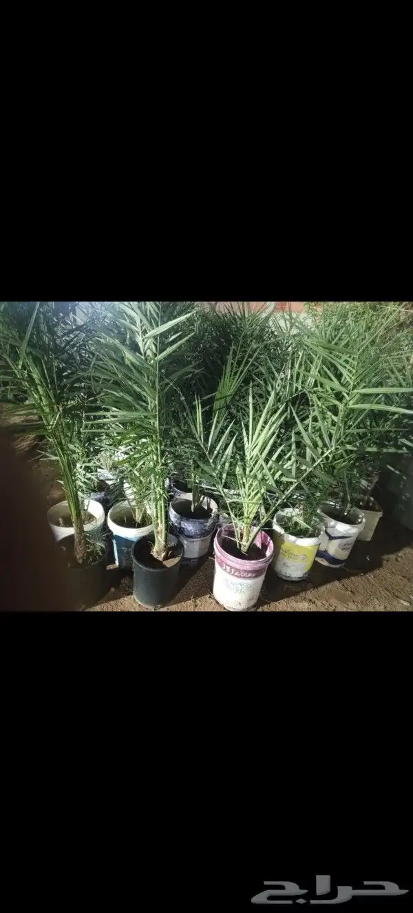 نخل عربي مطاليع من هاذي السنه وواشنطني للبيع 8