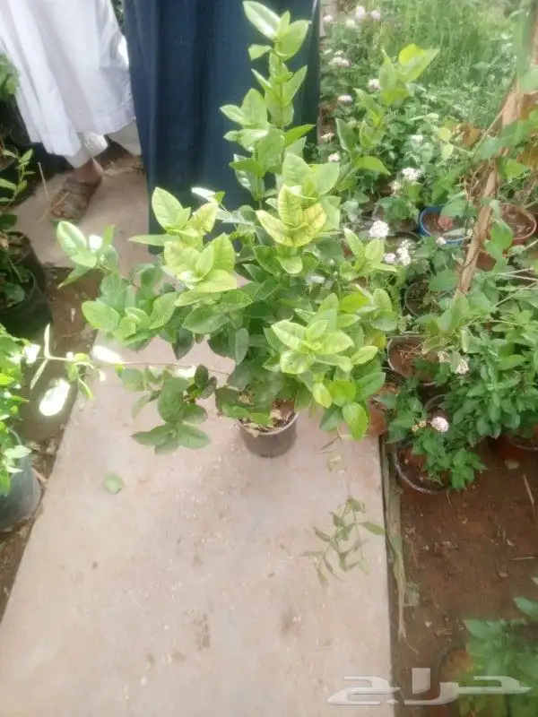 مشتل تنسيق حدائق وازرعة 5