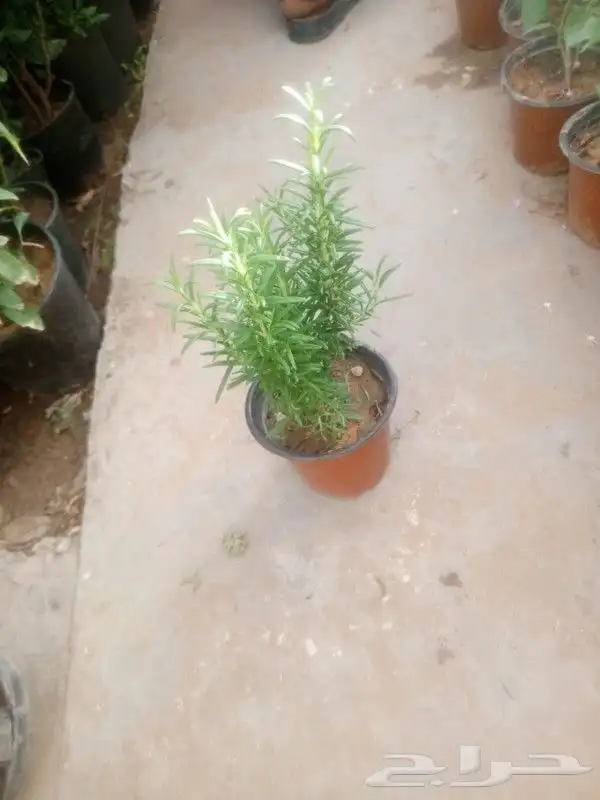 مشتل تنسيق حدائق وازرعة 6