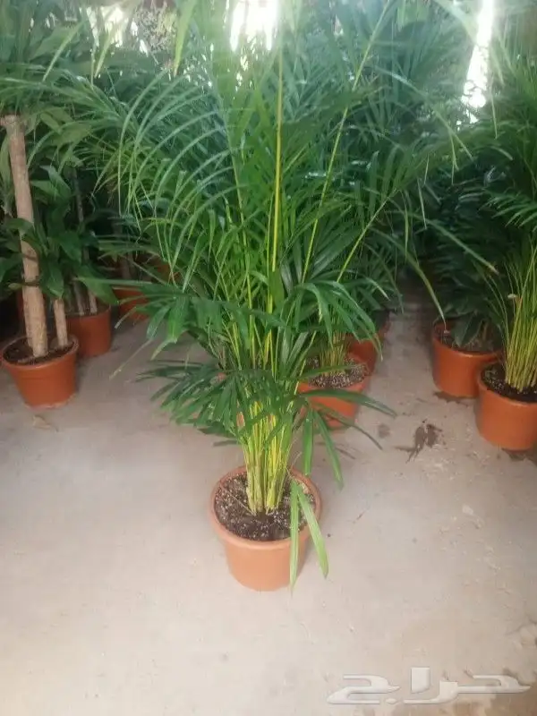 مشتل تنسيق حدائق وازرعة 9