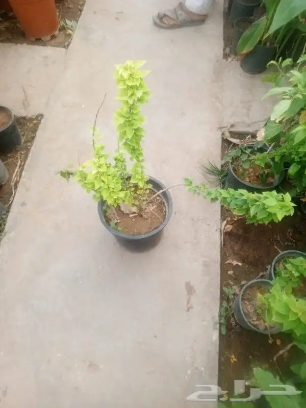 مشتل تنسيق حدائق وازرعة 4