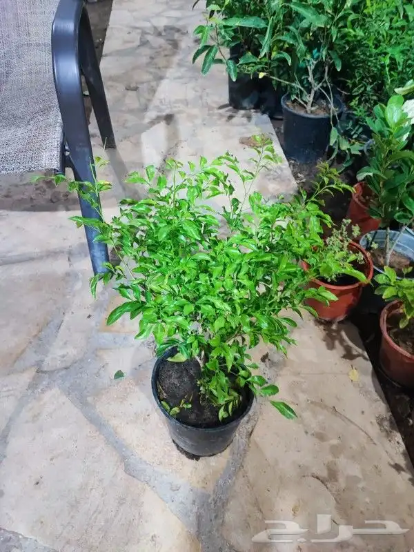 مشتل تنسيق حدائق وازرعة 3
