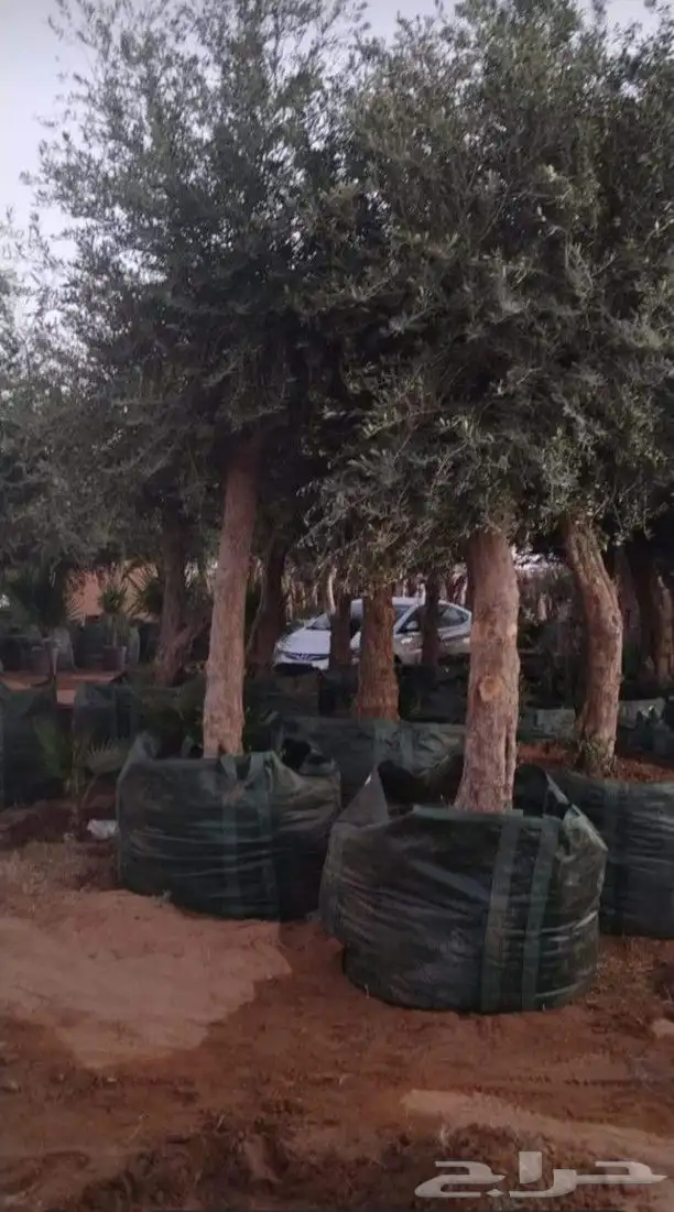 يوجد لدينا زيتون معمر مثمر جميع الأحجام ويوجد وسط ويوجد شتلا 8