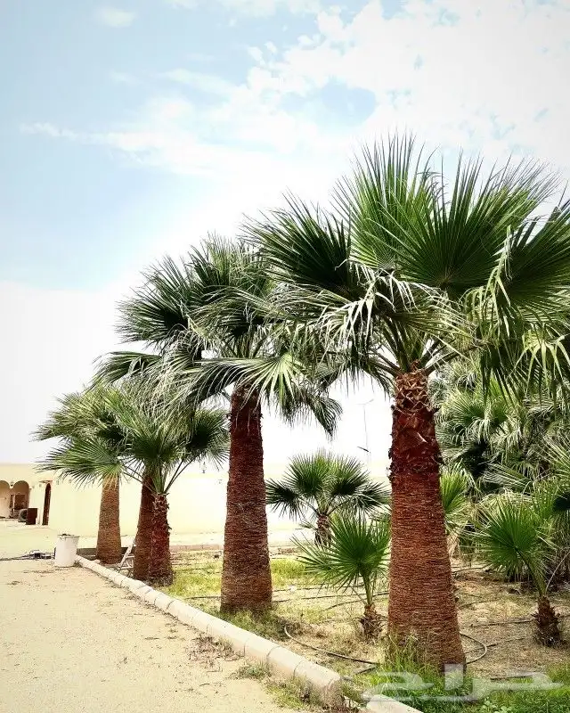 مشتل نخيل واشنطن حي العبجه طريق الخرج 0