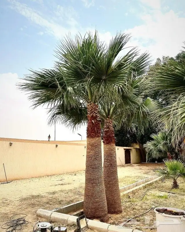 مشتل نخيل واشنطن حي العبجه طريق الخرج 1