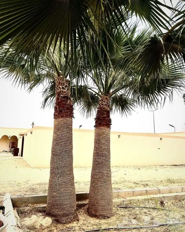 مشتل نخيل واشنطن حي العبجه طريق الخرج 3