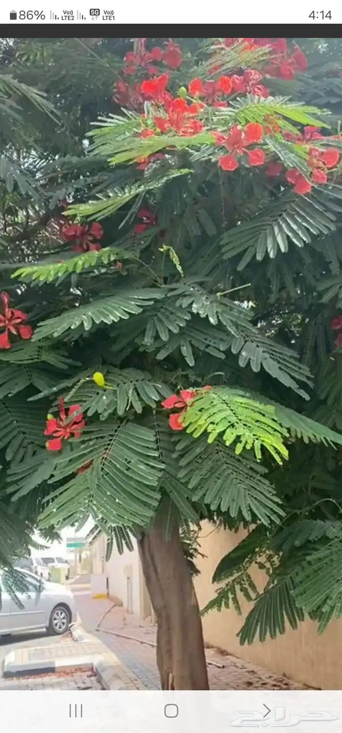 تنسيق حدائق طبيعيه 4