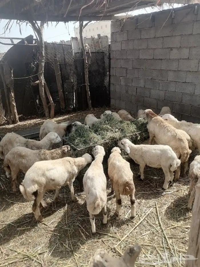 للبيع للتواصل واتس اب 4
