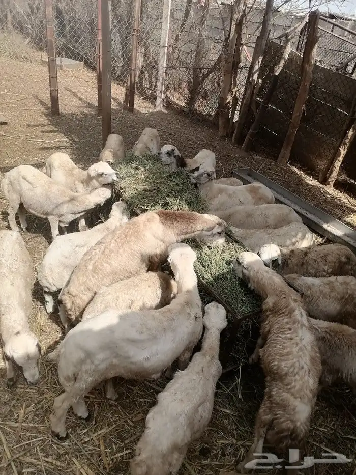 للبيع للتواصل واتس اب 2