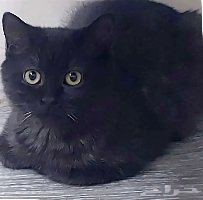 قطة سكوتش استريت انثى للتبني 0