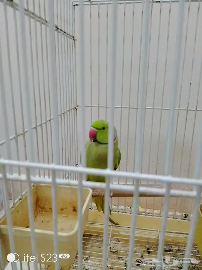 دره ذكر أليف جناح كامل صحه ونظافه بداية نطق الحمدالله 1