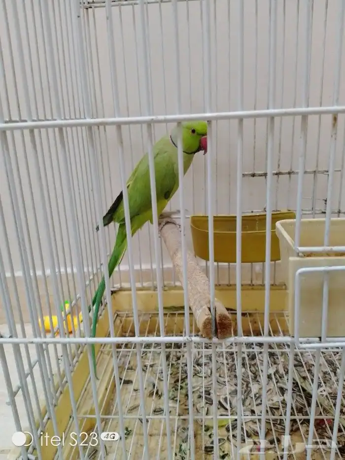 دره ذكر أليف جناح كامل صحه ونظافه بداية نطق الحمدالله 0