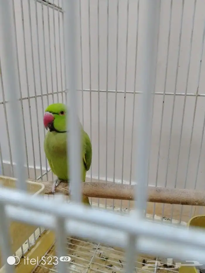 دره ذكر أليف جناح كامل صحه ونظافه بداية نطق الحمدالله 3