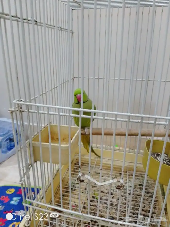 دره ذكر أليف جناح كامل صحه ونظافه بداية نطق الحمدالله 2