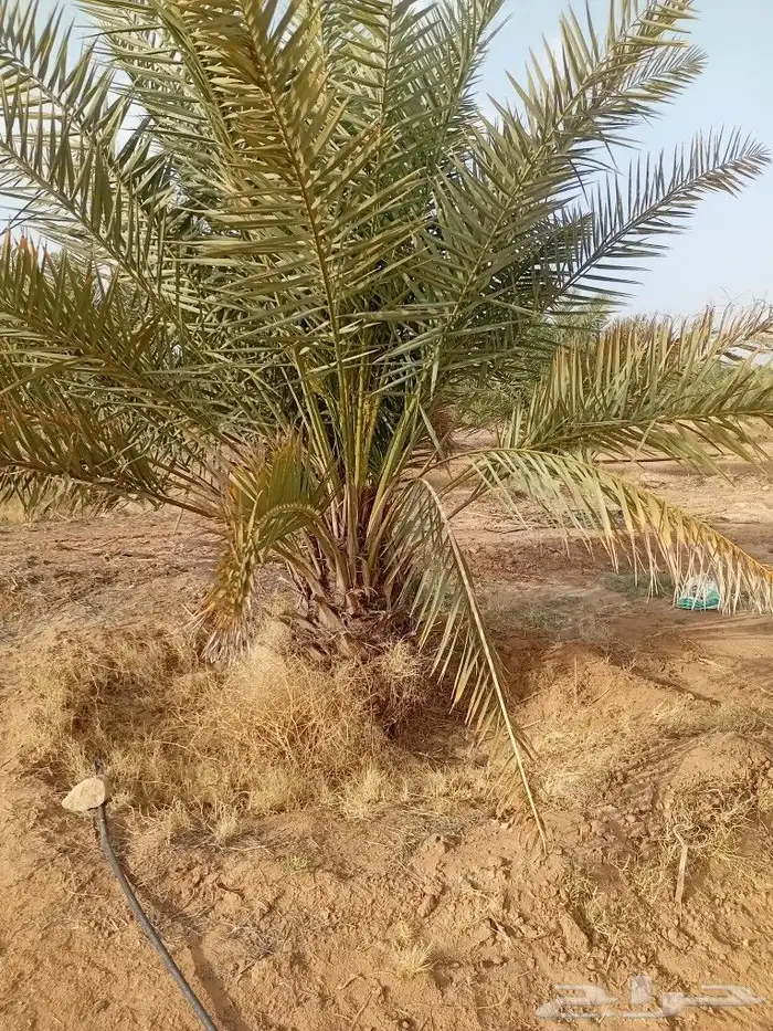 يوجد الدنيا جميع أنواع النخيل 2