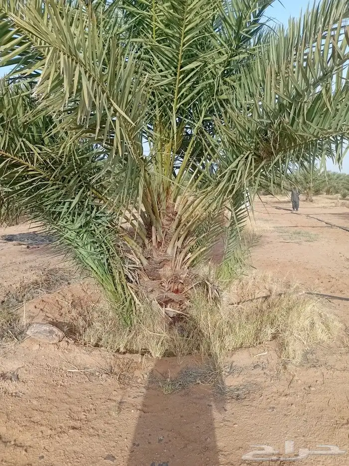 يوجد الدنيا جميع أنواع النخيل 8