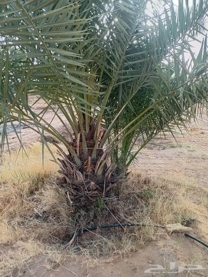 يوجد الدنيا جميع أنواع النخيل 4